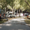 Diverse roulotte parcheggiate tra gli alberi, lungo un viale alberato.